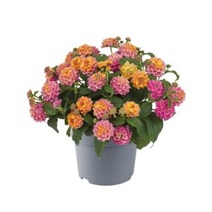 Bild von Ej Lantana P19 Rose